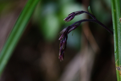 Staurogyne concinnula