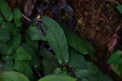 Staurogyne concinnula
