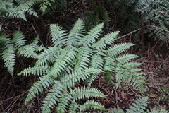 Diplazium laxifrons