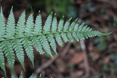Diplazium laxifrons