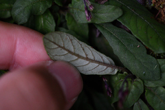 Staurogyne concinnula