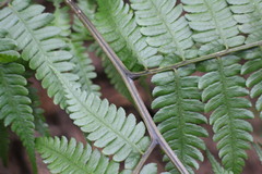 Diplazium laxifrons