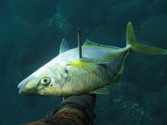 Pseudocaranx dentex