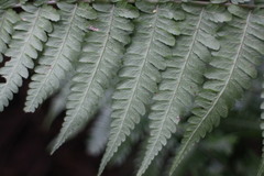 Diplazium laxifrons