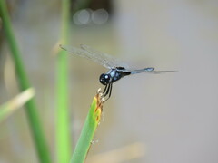 Urothemis edwardsii
