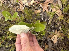 Olearia grandiflora
