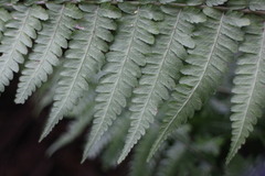 Diplazium laxifrons