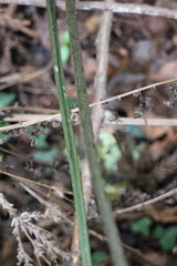Diplazium laxifrons