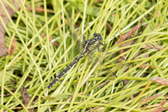 Austrogomphus ochraceus