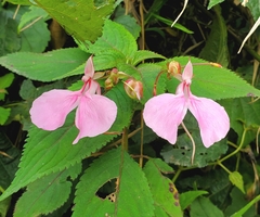 Impatiens stuhlmannii
