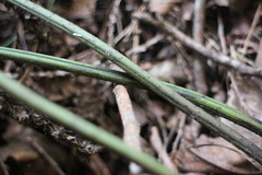 Diplazium laxifrons