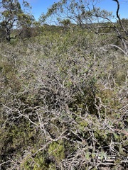 Melaleuca decussata