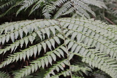 Diplazium laxifrons