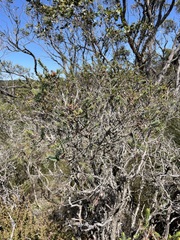 Melaleuca decussata