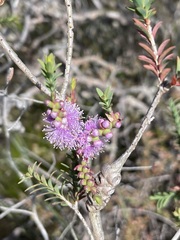 Melaleuca decussata