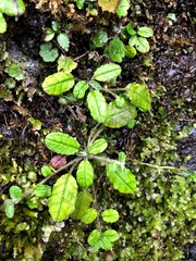 Trigonotis formosana elevatovenosa