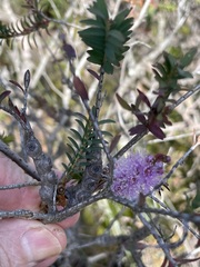 Melaleuca decussata