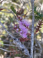 Melaleuca decussata