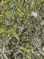 Melaleuca decussata