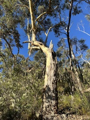 Eucalyptus leucoxylon
