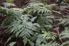 Diplazium laxifrons