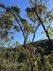 Eucalyptus leucoxylon