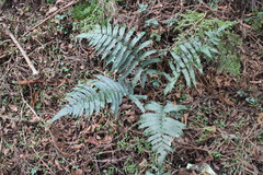 Dryopteris scottii