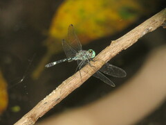 Notiothemis jonesi