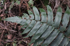 Dryopteris scottii
