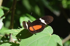 Heliconius clysonymus