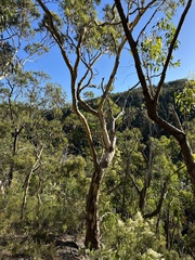 Eucalyptus leucoxylon