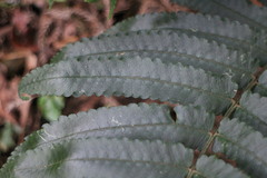 Dryopteris scottii
