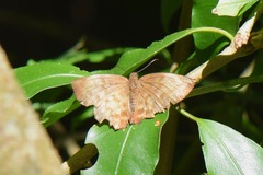 Achlyodes pallida