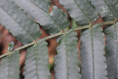 Dryopteris scottii