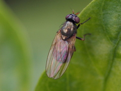 Calliopum elisae