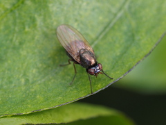 Calliopum elisae
