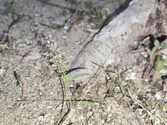 Eragrostis amabilis