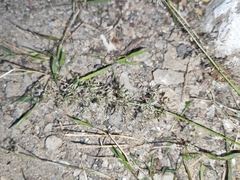 Eragrostis amabilis