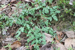 Corydalis pallida