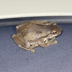 Litoria balatus