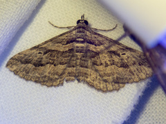 Chrysolarentia severata