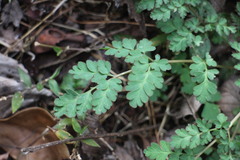 Corydalis pallida