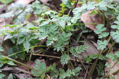 Corydalis pallida