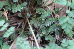 Corydalis pallida