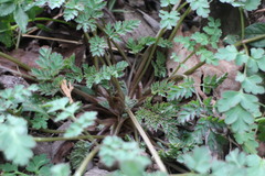 Corydalis pallida