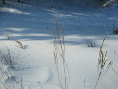 Erysimum hieraciifolium