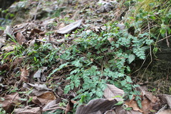 Corydalis pallida