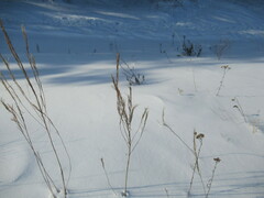 Erysimum hieraciifolium