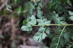 Corydalis pallida