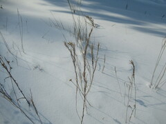 Erysimum hieraciifolium